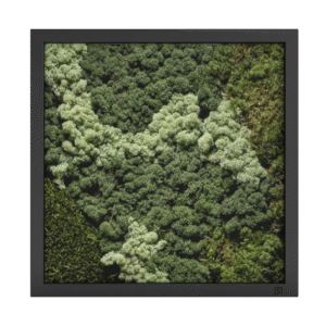 Mos schilderij vierkant zwart