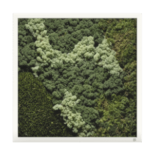 Mos wanddecoratie vierkant wit