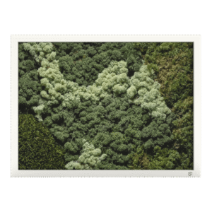 Mos wanddecoratie landscape wit