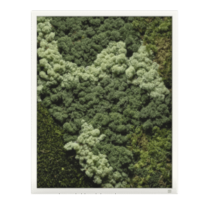 Mos wanddecoratie portret wit